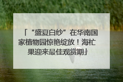 “盛夏白纱”在华南国家植物园惊艳绽放！海杧果迎来最佳观赏期