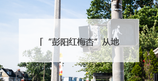 “彭阳红梅杏”从地标到金标的品牌蜕变