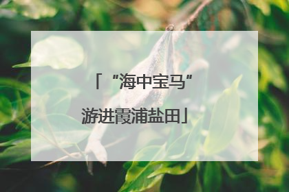 “海中宝马”游进霞浦盐田