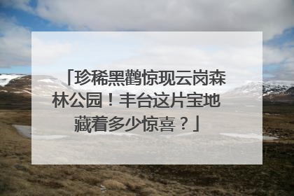 珍稀黑鹳惊现云岗森林公园！丰台这片宝地藏着多少惊喜？