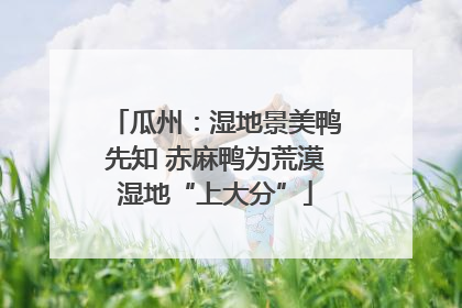 瓜州：湿地景美鸭先知 赤麻鸭为荒漠湿地“上大分”