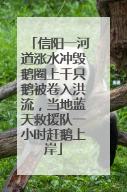 信阳一河道涨水冲毁鹅圈上千只鹅被卷入洪流，当地蓝天救援队一小时赶鹅上岸