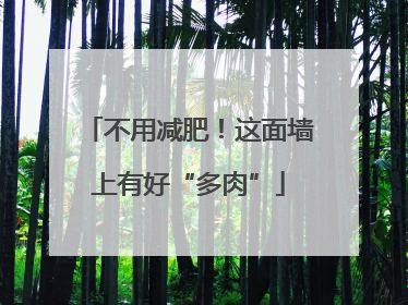 不用减肥！这面墙上有好“多肉”