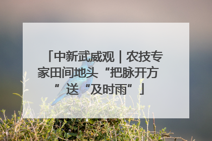 中新武威观｜农技专家田间地头“把脉开方”送“及时雨”
