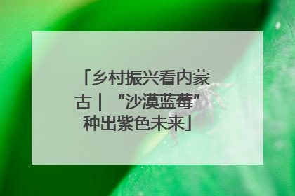 乡村振兴看内蒙古｜“沙漠蓝莓”种出紫色未来