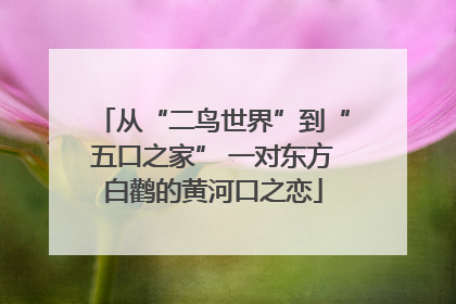 从“二鸟世界”到“五口之家” 一对东方白鹳的黄河口之恋