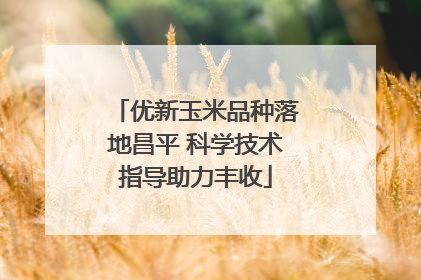 优新玉米品种落地昌平 科学技术指导助力丰收