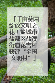 千亩葵园绽放文明之花！盐城市盐都区盐渎街道花吉村获评“全国文明村”