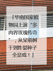 华南国家植物园上演“多肉界玫瑰传奇”，从呆萌树干到炸裂种子全是戏！