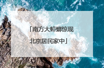 南方大蟑螂惊现北京居民家中