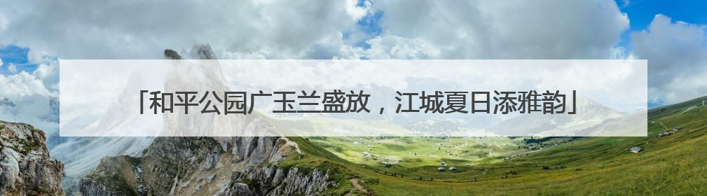 和平公园广玉兰盛放，江城夏日添雅韵
