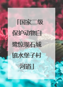 国家二级保护动物白鹭惊现石城镇水堡子村河道