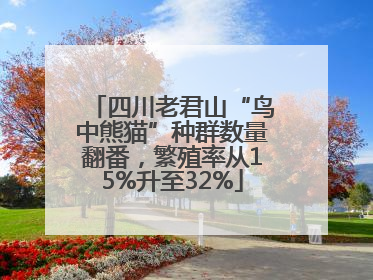 四川老君山“鸟中熊猫”种群数量翻番，繁殖率从15%升至32%