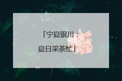 宁夏银川：夏日采茶忙