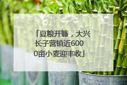 夏粮开镰，大兴长子营镇近6000亩小麦迎丰收
