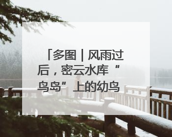 多图｜风雨过后，密云水库“鸟岛”上的幼鸟还好吗？