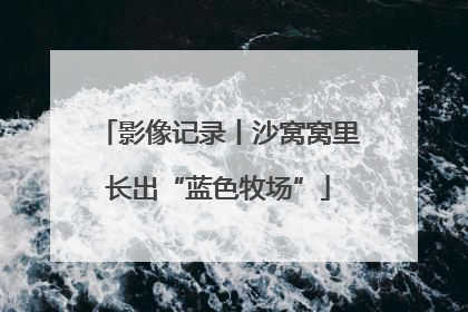 影像记录丨沙窝窝里长出“蓝色牧场”
