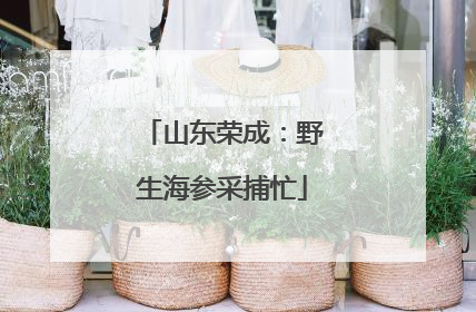 山东荣成：野生海参采捕忙