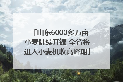 山东6000多万亩小麦陆续开镰 全省将进入小麦机收高峰期