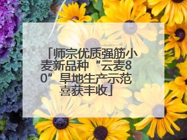 师宗优质强筋小麦新品种“云麦80”旱地生产示范喜获丰收