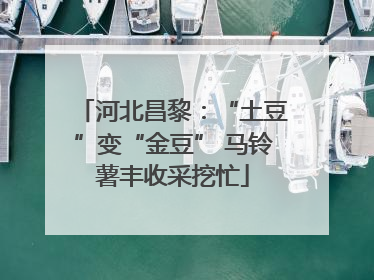 河北昌黎：“土豆”变“金豆” 马铃薯丰收采挖忙