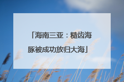 海南三亚：糙齿海豚被成功放归大海