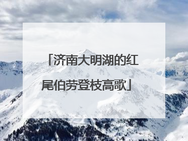 济南大明湖的红尾伯劳登枝高歌
