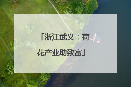 浙江武义：荷花产业助致富