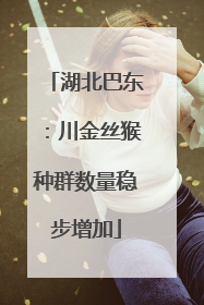 湖北巴东：川金丝猴种群数量稳步增加