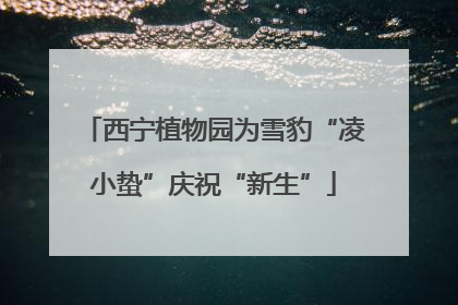 西宁植物园为雪豹“凌小蛰”庆祝“新生”