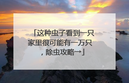 这种虫子看到一只家里很可能有一万只，除虫攻略→