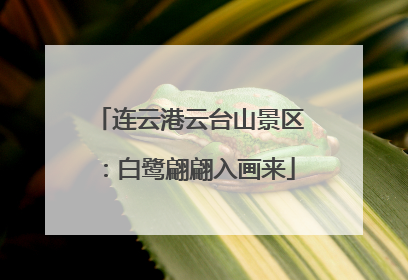 连云港云台山景区：白鹭翩翩入画来