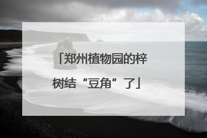 郑州植物园的梓树结“豆角”了