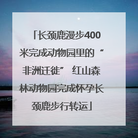 长颈鹿漫步400米完成动物园里的“非洲迁徙” 红山森林动物园完成怀孕长颈鹿步行转运