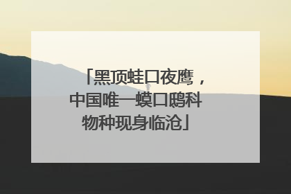 黑顶蛙口夜鹰，中国唯一蟆口鸱科物种现身临沧