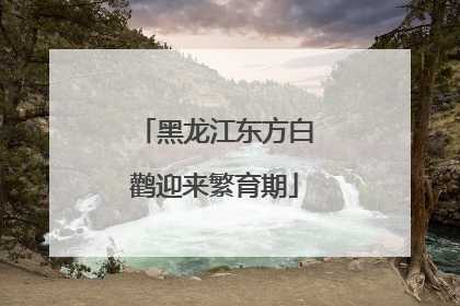 黑龙江东方白鹳迎来繁育期
