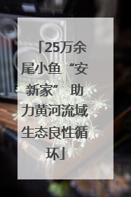 25万余尾小鱼“安新家” 助力黄河流域生态良性循环